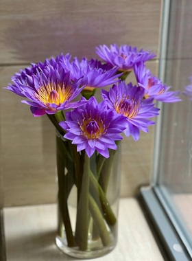 10支紫色睡莲鲜花水养鲜切花家庭办公室插花广州基地批发新鲜直发