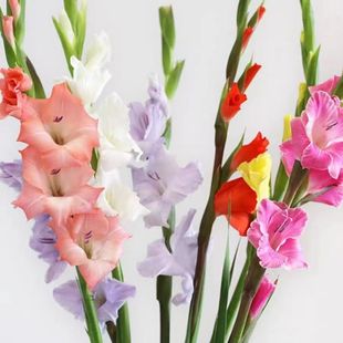 剑兰鲜花唐菖蒲广州基地直发节节高鲜切花家庭水培插花室内花卉