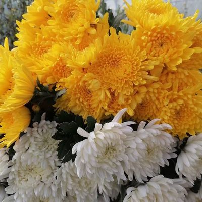 清明节用花扫墓祭祖黄白菊花鲜花鲜切花现摘新鲜广州基地直发祭祀