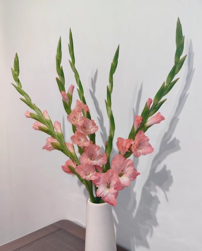 广州直发剑兰唐菖蒲鲜切花