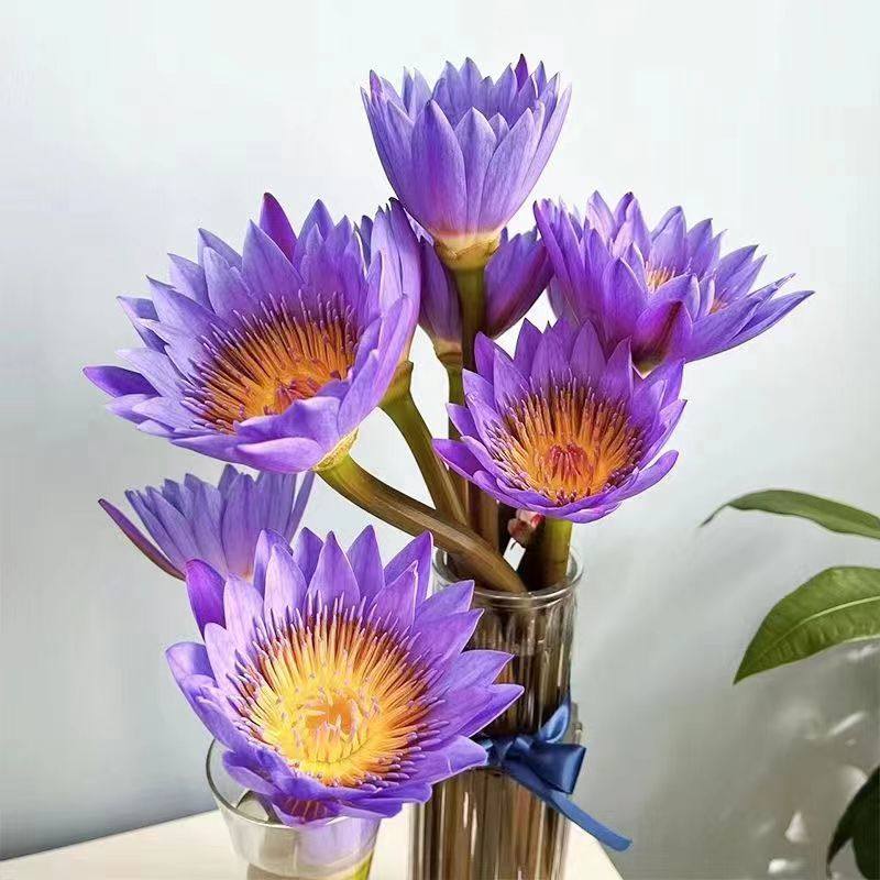 紫色睡莲带花苞广州鲜花基地直发