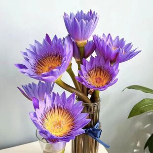 紫色睡莲鲜花切花水养家庭客厅室内带花苞广州基地新鲜直发花束