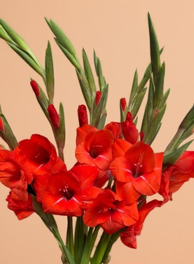 红色剑兰鲜花唐菖蒲广州基地直发节节高鲜切花家庭水培插花室内花