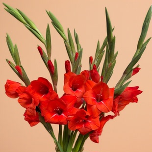 红色剑兰鲜花唐菖蒲广州基地直发节节高鲜切花家庭水培插花室内花