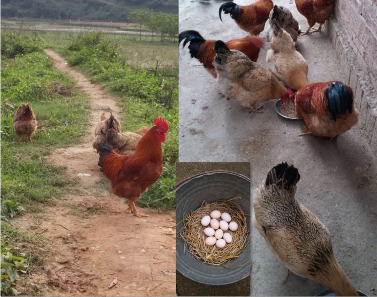 灵山香鸡土鸡散养2年老母鸡土鸡活体下蛋草鸡笨鸡走地鸡包活到家