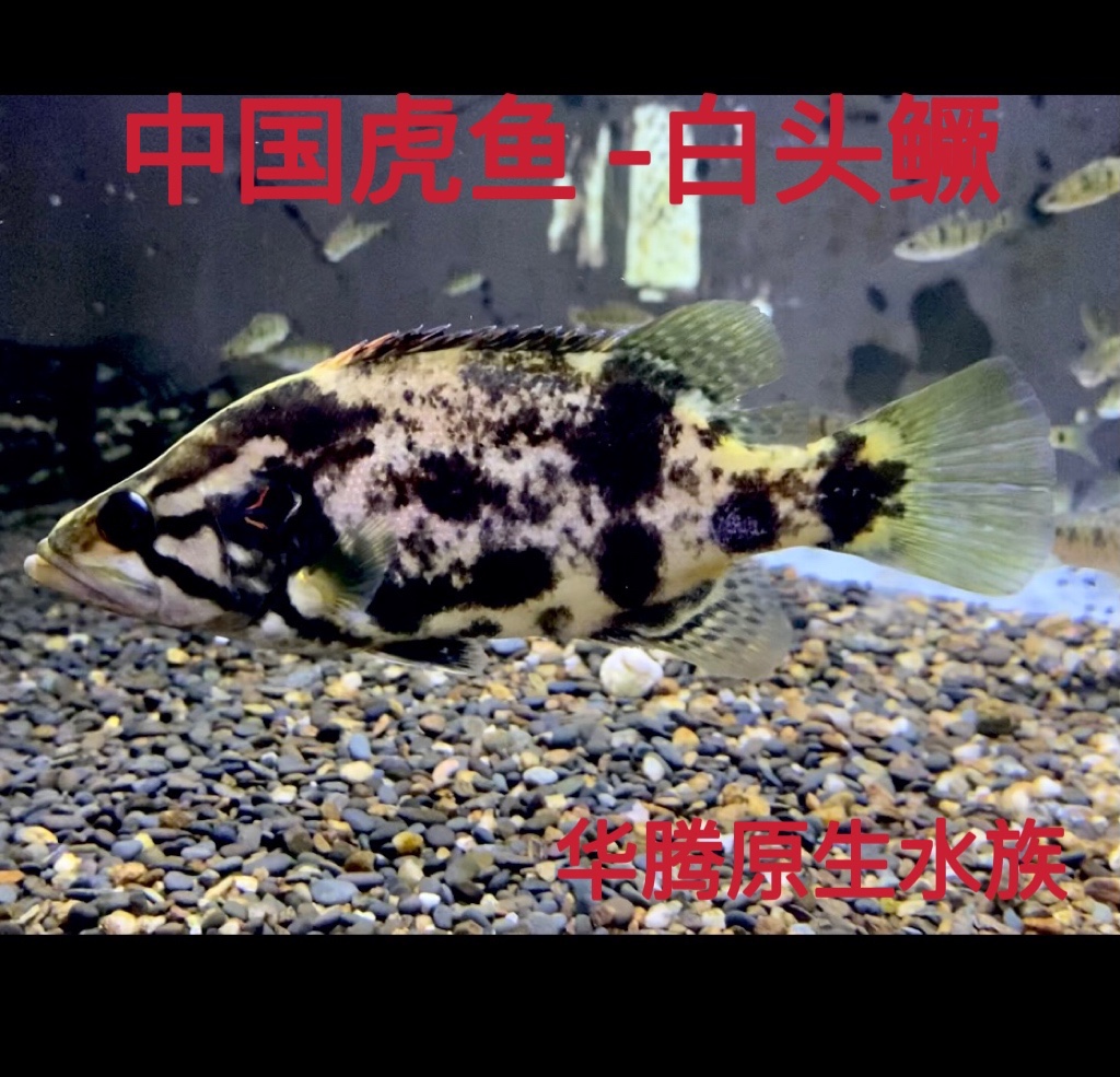 白头鳜红纹鳜鱼原生鱼冷水鱼