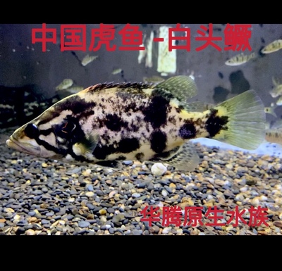 白头鳜红纹鳜鱼原生鱼冷水鱼