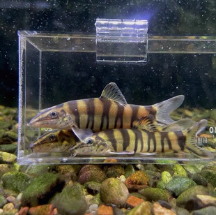 原生溪流壮体沙鳅 华沙鳅 底层鱼龙丁鱼水底清道夫吃食物残渣