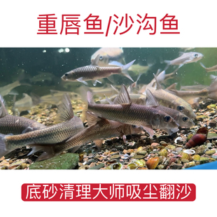 原生沙沟鱼船丁鱼重唇鱼翻沙吸尘鱼吉罗伴侣鱼池鱼缸底层工具鱼