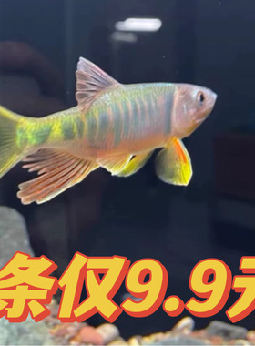 长鳍鱲溪流鱼不加温淡水鱼原生鱼