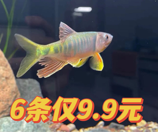 长鳍鱲异鱲光唇群游鱼原生态淡水鱼马口好养耐养不加温溪流冷水