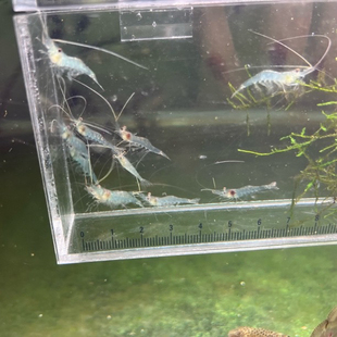 原生观赏吃藻秀丽白虾除藻丝藻工具虾