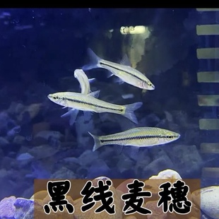 黑线麦穗鱼冷水鱼群游鱼好养活小型淡水原生鱼一眉道人鱼