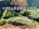 原生淡水中华花鳅工具鱼除藻底层翻沙洗沙壮体沙鳅底层冷水清道夫