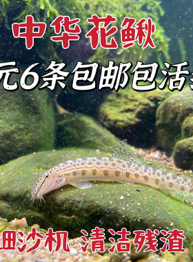 原生中华花鳅壮体沙鳅工具鱼除藻底层翻沙洗沙底层冷水清道夫