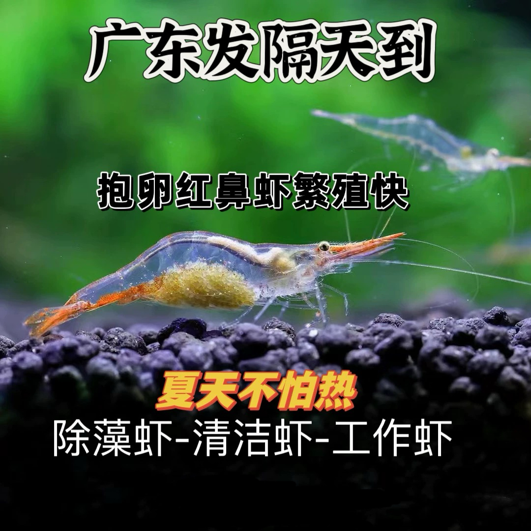 红鼻枪虾红鼻金虾红鼻虾草缸淡水观赏虾工具除藻虾原生虾米