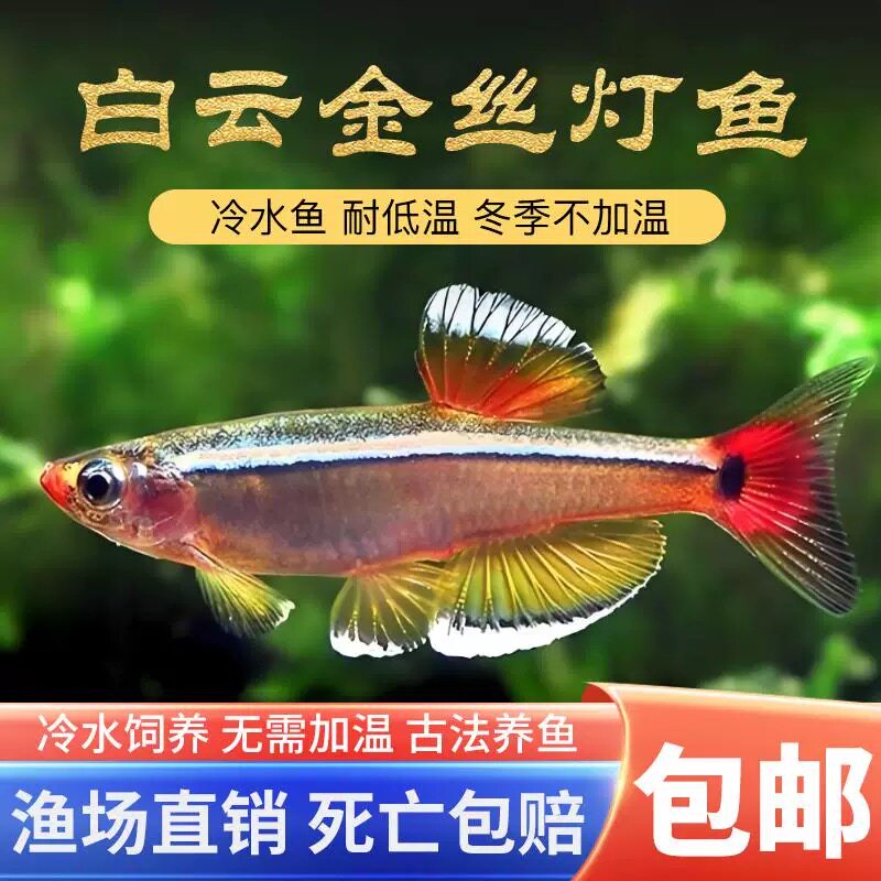 瑰丽金丝大帆白云金丝观赏鱼新手好养易活冬天室温白云金丝鱼