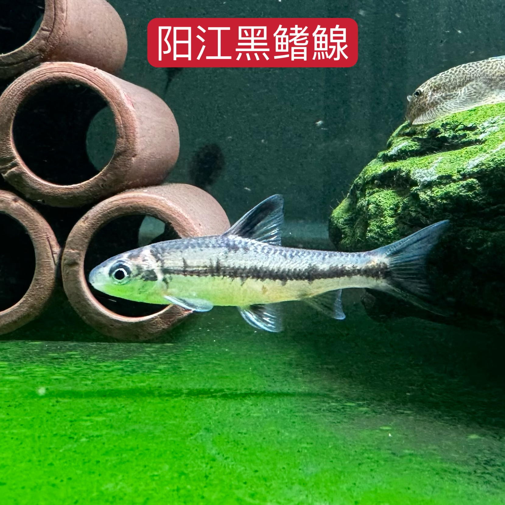 广东阳江黑鳍鱲原生鱼冷水观赏鱼除藻工具鱼活体淡水好养耐寒