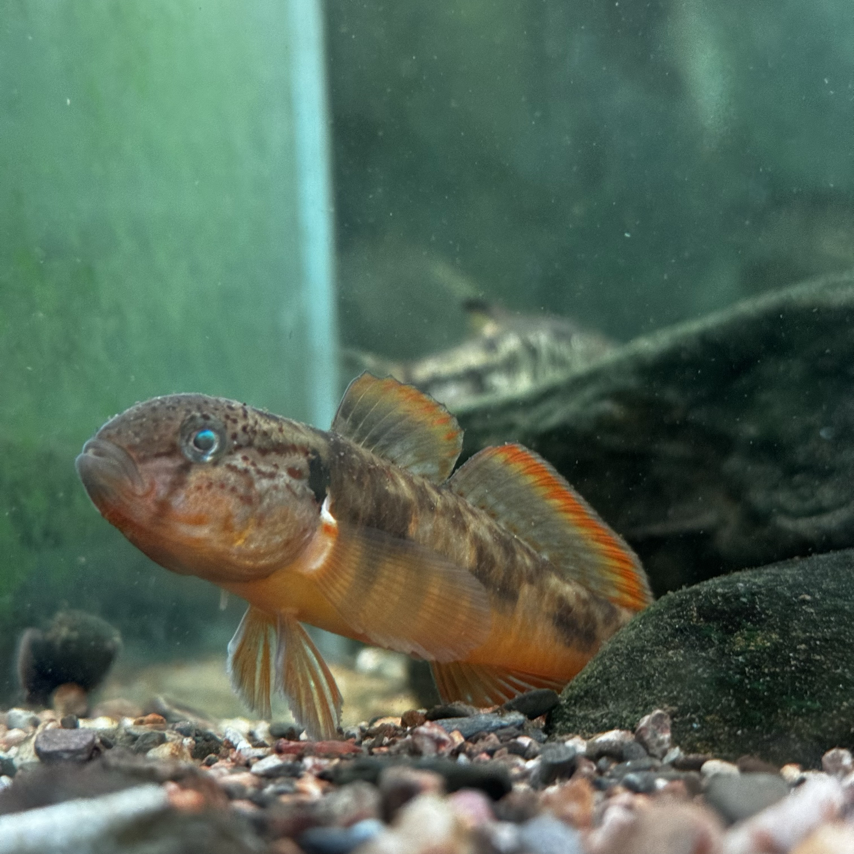 小型冷水热带淡水原生鱼小型淡水