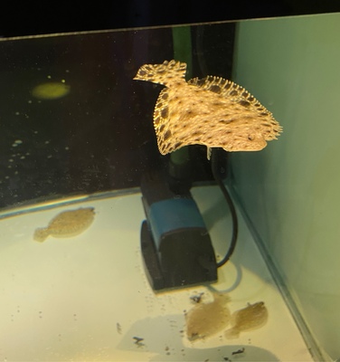 淡水比目鱼花鲆原生缸底层躲