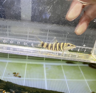 原生溪流壮体沙鳅 华沙鳅 底层鱼龙丁鱼水底清道夫吃食物残渣