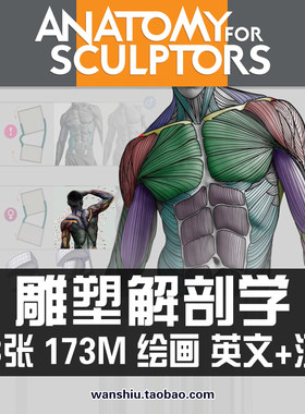 艺用人体结构肌肉表现雕塑解剖学绘画速写素描临摹参考素材资料图