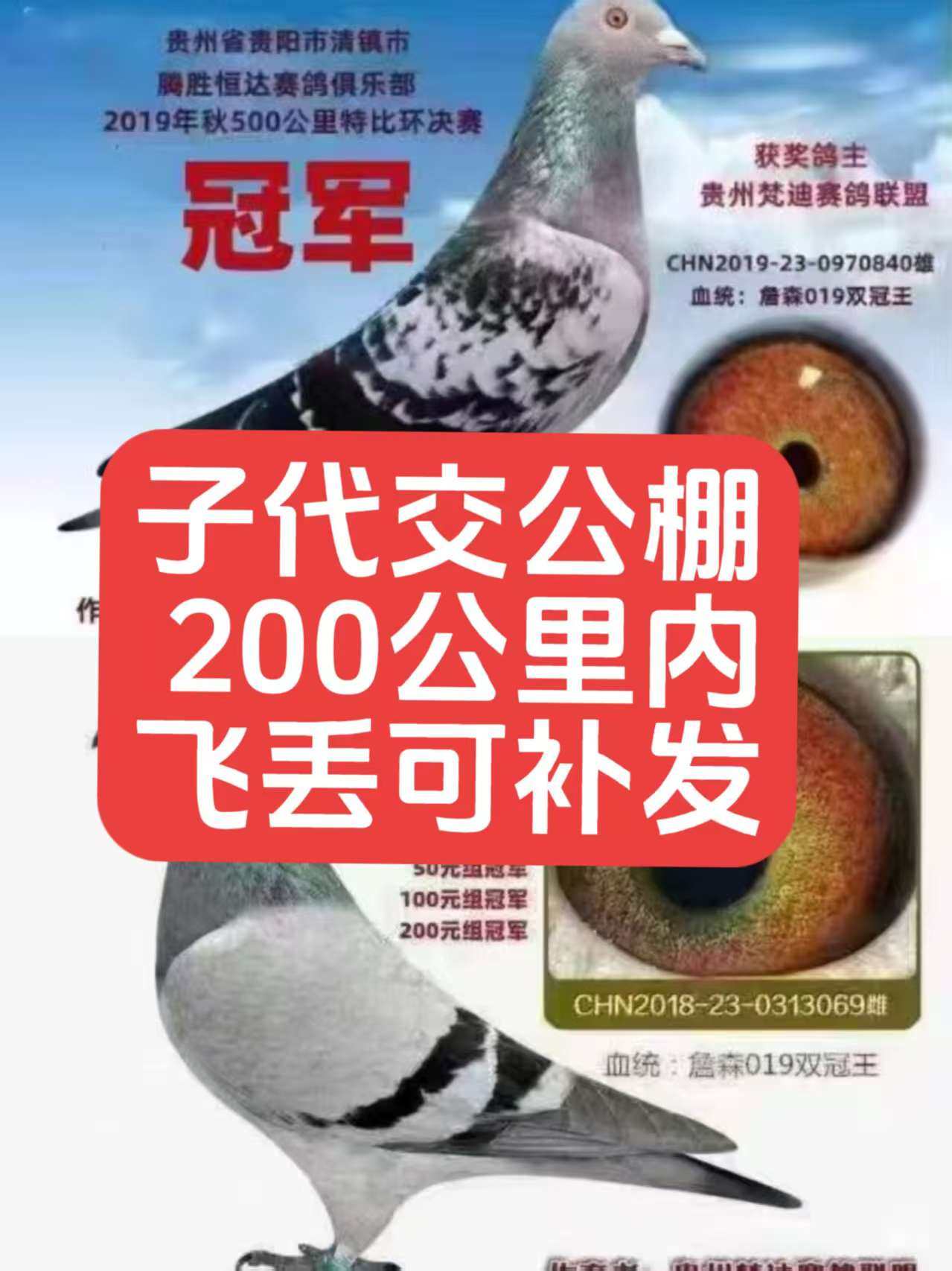 种鸽子信鸽子活体幼鸽特比成绩赛鸽蛋公棚鸽杨阿腾桑杰士詹森一对,宠物/宠物食品及用品,鸟,淘宝优惠券,粉丝福利购,淘宝优惠卷