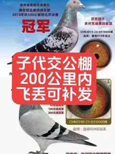 种鸽子信鸽子活体幼鸽特比成绩赛鸽蛋公棚鸽杨阿腾桑杰士詹森一对