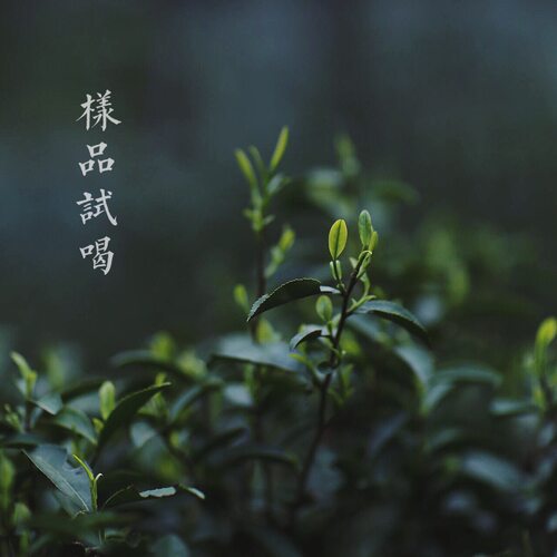 茶样试喝大红袍水仙老枞老枞水仙
