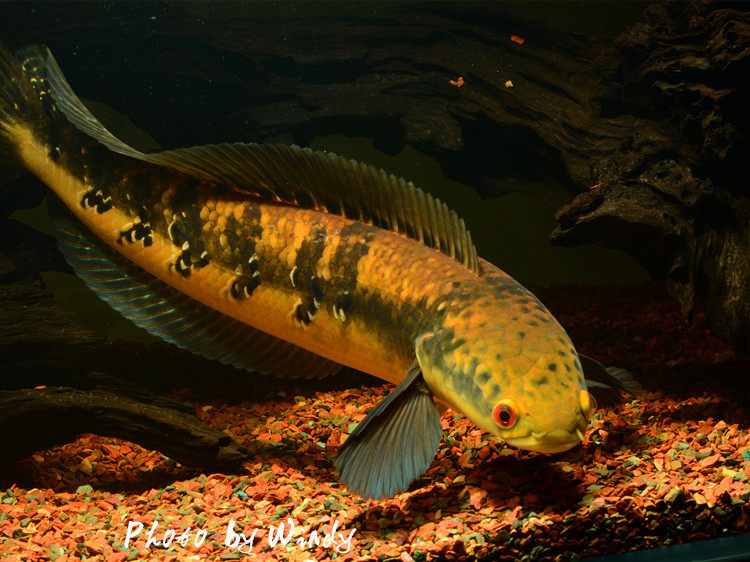 雷龙鱼黑魔神现货包邮各流域合集大型鱼淡水鱼观赏鱼凶猛鱼热带鱼