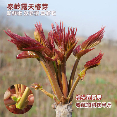 当季现摘陕西秦岭野菜头茬香椿芽