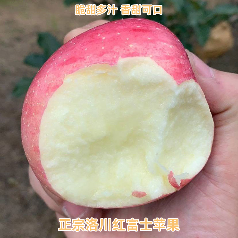 洛川红富士苹果2025新鲜水果
