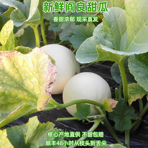 【一口香甜】现摘直发！小籽甜瓜