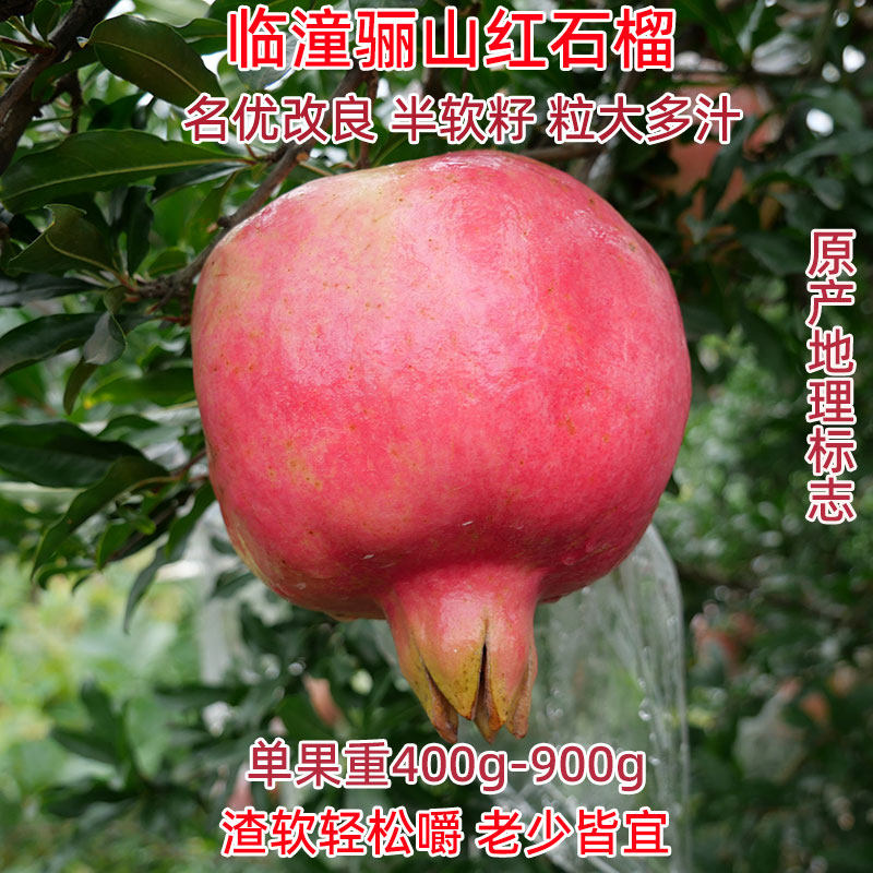 骊山红石榴新鲜水果半软籽铁炉红陕西临潼特产酸甜多汁大石榴孕妇