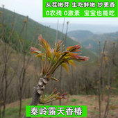 头茬香椿嫩芽秦岭新鲜现摘红香椿嫩芽尖当季 露天香椿芽蔬菜春芽香