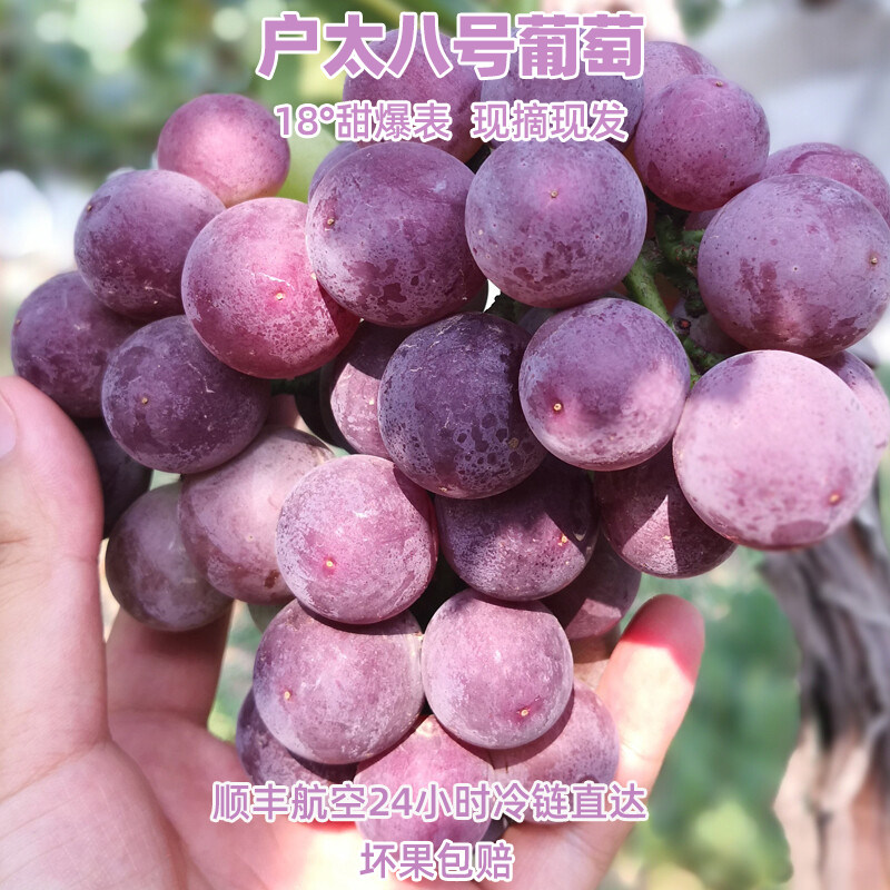 正宗户太八号无核甜葡萄现摘发