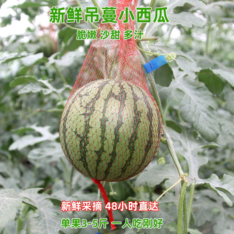 新鲜小吊瓜薄皮西瓜本地早熟新鲜水果吊瓜手掰小西瓜红甜陕西阎良
