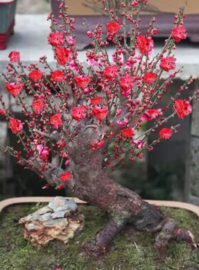 实物朱砂梅盆景树桩庭院四季