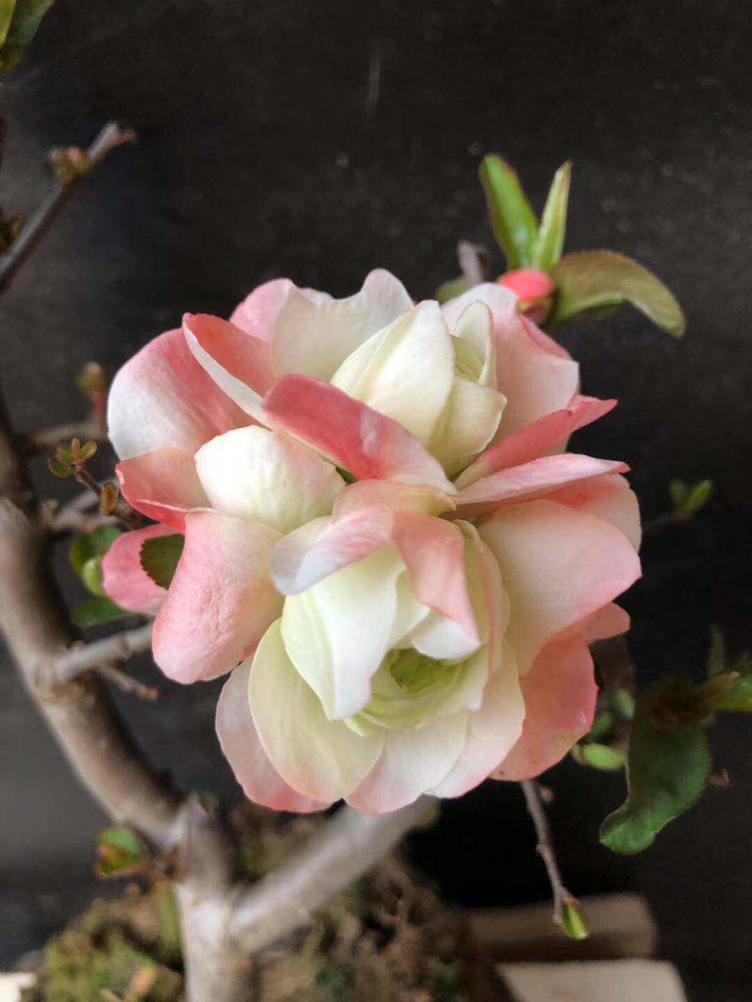 室内树桩拍盆景生海棠老桩型一实造物物原品一花卉牡丹耐寒种