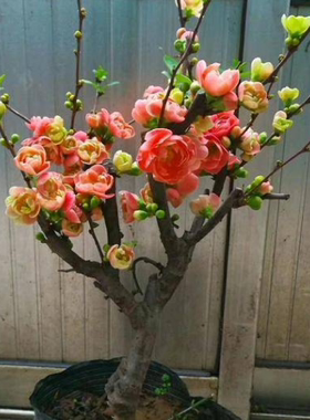 多色盆栽四季开花海棠