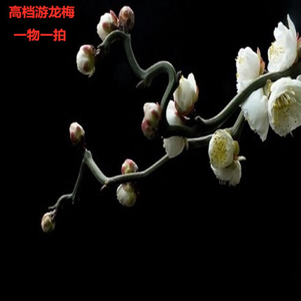 原生龙游梅花盆景 老桩耐寒梅花卉室内易活带花苞四季花植物盆栽