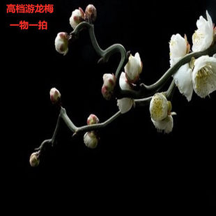 原生龙游梅花盆景 老桩耐寒梅花卉室内易活带花苞四季花植物盆栽