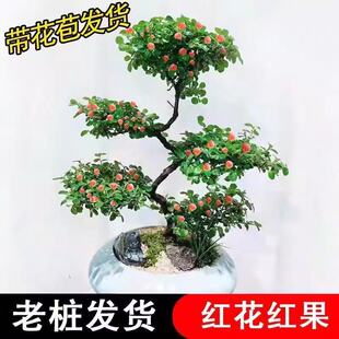 珍珠梅盆栽游龙造型带花苞室内外阳台荀子红花红果四季开花盆景