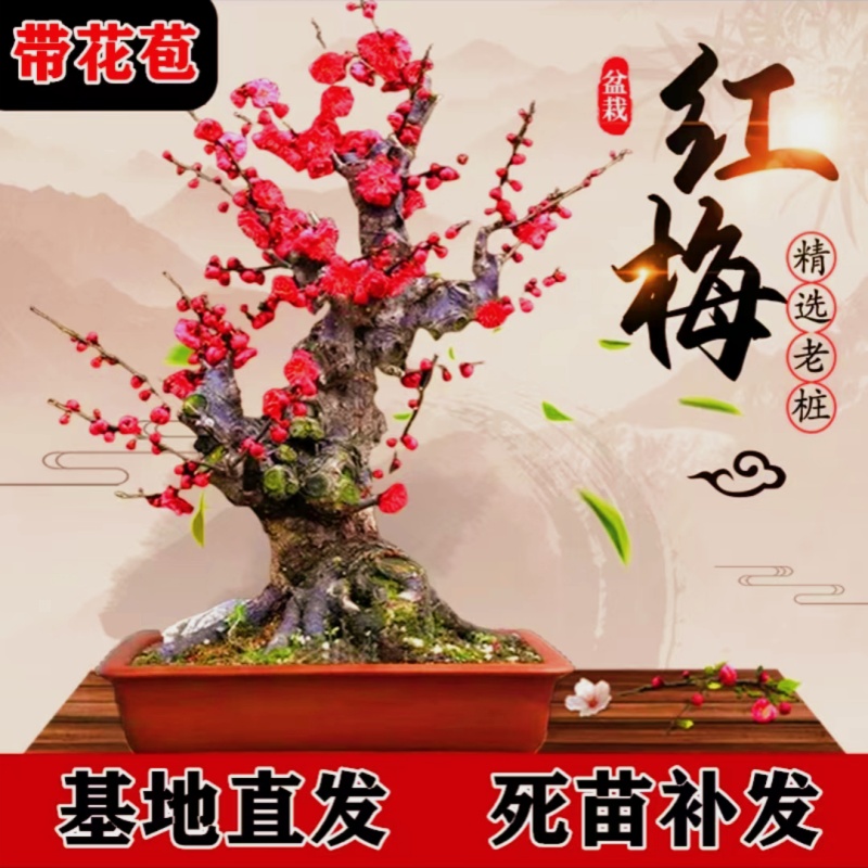 【带叶芽】梅花盆栽四季耐寒植物浓香腊梅室内阳台办公室年宵花卉 鲜花速递/花卉仿真/绿植园艺 造型盆景 原图主图