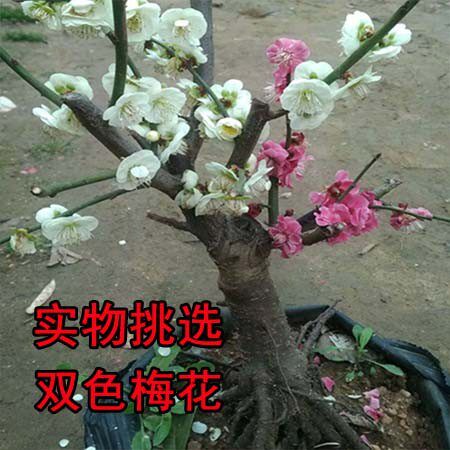 一物一拍双色梅花实物耐寒盆景老树桩造型盆栽庭院室内四季花卉