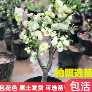 绿宝石海棠花盆栽四季海棠花银长寿海棠盆景室内绿植花卉盆栽