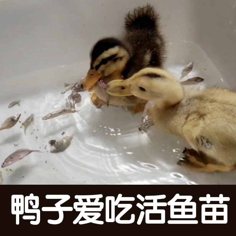 鸭子零食粮食草鱼淡水养殖小鱼苗喂乌龟小猫活鱼食用鲫鱼活体饲料