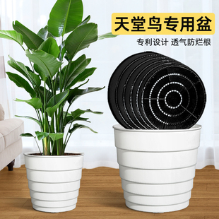 美莳天堂鸟专用花盆树脂透气超陶瓷塑料鹤望兰控根盆客厅绿植盆栽