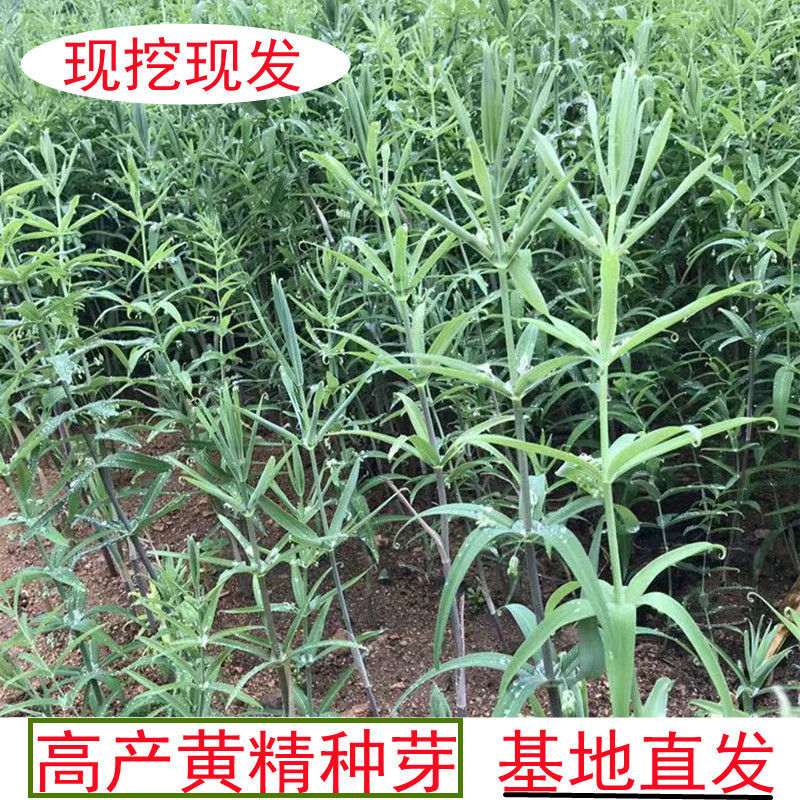 现挖新鲜鸡头黄精种苗 2-3年苗正宗黄精种芽伏牛山新鲜黄精种苗芽