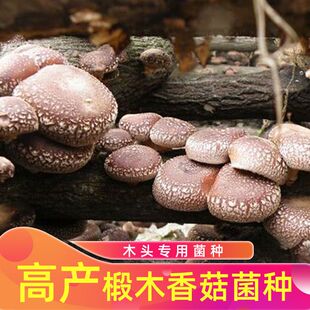 椴木菌种子香菇平菇食用菌种黑木耳木头冬菇可食用栽培蘑菇